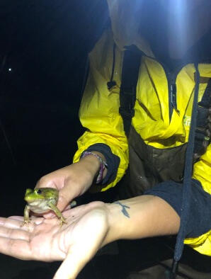Catching frogs